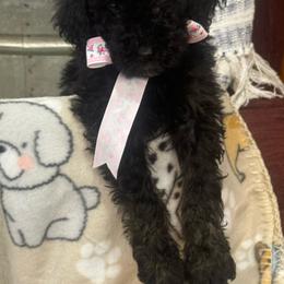 Girl 5 Shiloh - Brindle Poodle puppy in Flora, Illinois from Hanging Rock Poodles