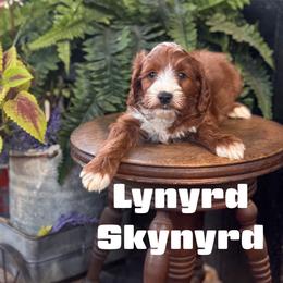 Lynyrd - Red  male Goldendoodle puppy in Newcastle, Oklahoma from Hollywood Doodles