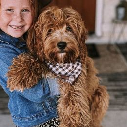 Annie - Cockapoo