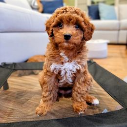 Cavapoo Puppies from Carolina Springs Breeding