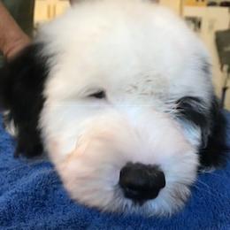 Old English Sheepdog Puppies from Bizzeeboots OES