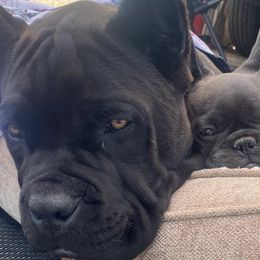 Cane Corso from Deserts Emerald Corsos