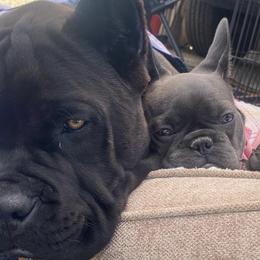 Cane Corso from Deserts Emerald Corsos