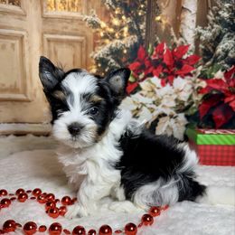 AKC Max  3300 - Black tan and white male Biewer Terrier puppy in Nicholls, Georgia from Southeast Biewers
