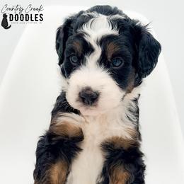Ilia - Tri-color male Bernedoodle puppy in Tipton, Indiana from Country Creek Doodles