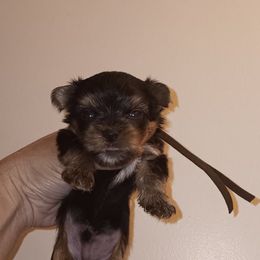 MAC - Black and tan male Yorkshire Terrier puppy in Clermont, Florida from Bella's Prissy Butts