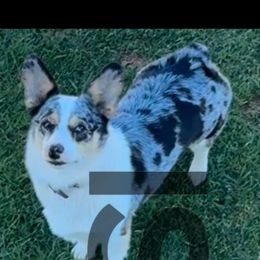 Pearl - American Corgi