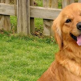 Golden Retrievers from Picklebee Acres