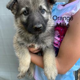 Male 4 - Sable male German Shepherd puppy in Holladay, Tennessee from Mercedes Gumbel
