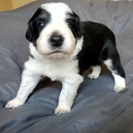 Scout - Tri-color male Border Collie puppy in Montague, California from Flock and Fang