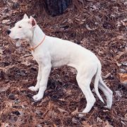 Orange - White Dogo Argentino puppy in Powder Springs, Georgia from Primo Kennels