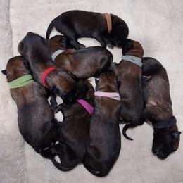 Belgian Malinois and German Shepherd Puppies from Madhouse’s Belgian Malinois and German Shepherds