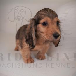 Henry - Cream male Dachshund puppy in Temecula, California from Naomi Magee's Dachshund Kennel
