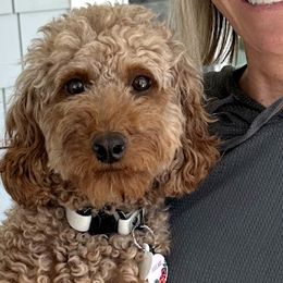 Trixie - Poodle