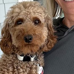 Trixie - Poodle