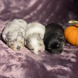 Pomeranian Puppies from Summer Set Poms