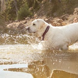 River - Labrador Retriever
