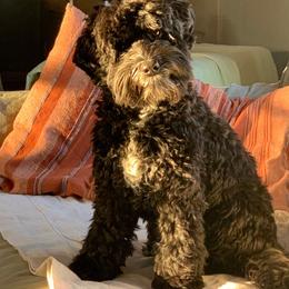 Panda - Australian Labradoodle