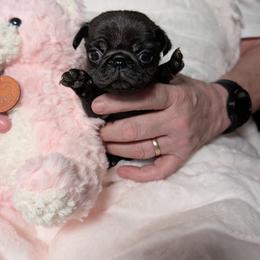 Pug Puppies from Swift Pigd