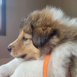 Collie Puppies from Jamie Jamie Andersen Andersen