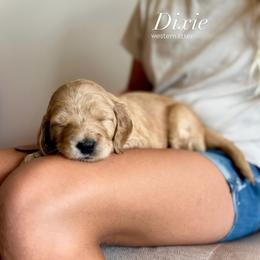 Dixie (purple) - Cream female Goldendoodle puppy in Hutto, Texas from Crystal's Goldendoodles