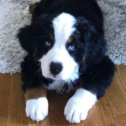 Bernese Mountain Dog Puppies from Joan Rogers