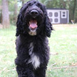 Goldendoodle and Labradoodle Puppies from Endless Pawsabilities Breeding and Training