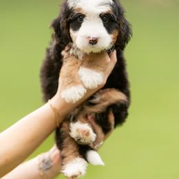 Truffle - Tri-color male Bernedoodle puppy in Alpharetta, Georgia from Doodles of Buckhead