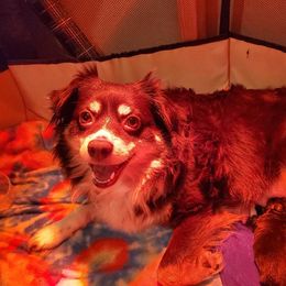 Miniature Australian Shepherd Puppies from M&B Mini Aussies