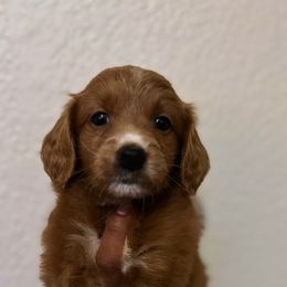 Buddy - Red male Australian Labradoodle puppy in Walnut Creek, California from Pawfect Doodles