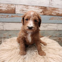 Goldendoodle Puppies from Two Ps in a Pod
