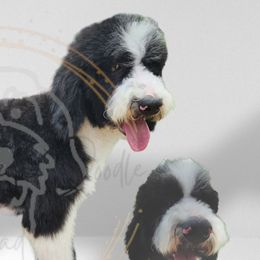Kali - Bernedoodle
