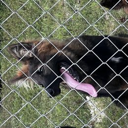 Boy 1 - Sable German Shepherd puppy in Macon, Missouri from Vom Nachthund German Shepherds