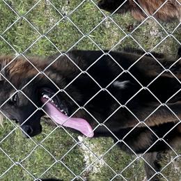 Boy 1 - Sable German Shepherd puppy in Macon, Missouri from Vom Nachthund German Shepherds