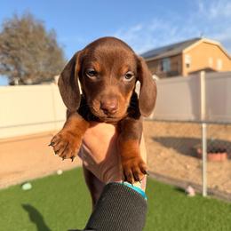 Max - Chocolate and tan male Dachshund puppy in Victorville, California from Wirz’s Weens