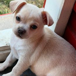 Boy 2 Papa (French Bulluahua) - Cream male Chihuahua puppy in Lees Summit, Missouri from Divine K9s LLC