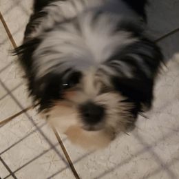 Shih Tzus from Crystal's Shih Tzus