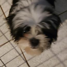 Shih Tzus from Crystal's Shih Tzus
