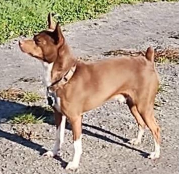 Uno - Rat Terrier