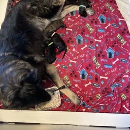 Shiloh Shepherd Puppies from Opal Shilohs