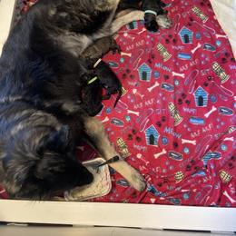 Shiloh Shepherd Puppies from Opal Shilohs