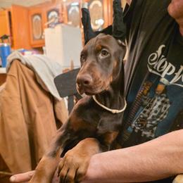 White - Red and rust female Doberman Pinscher puppy in Knox, Indiana from Double River Dobermans
