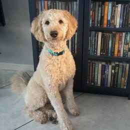 Teddy - Goldendoodle