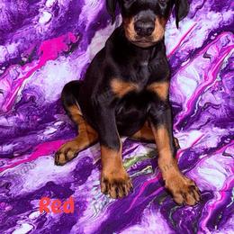 Red - Black and rust male Doberman Pinscher puppy in Louisville, Kentucky from Ruiz Dobermans