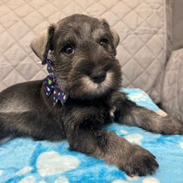 Miniature Schnauzer Puppies from NM Schnauzer Minis
