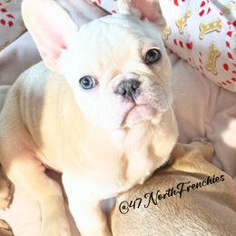 Elsa - Blue female French Bulldog puppy in Spokane, Washington from 47 North Frenchies, LLC