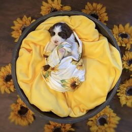 English Springer Spaniel Puppies from Cedarhaven Springers