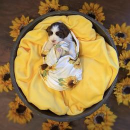 English Springer Spaniel Puppies from Cedarhaven Springers