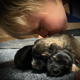 Caucasian Shepherd Dog Puppies from Sila V Krovi