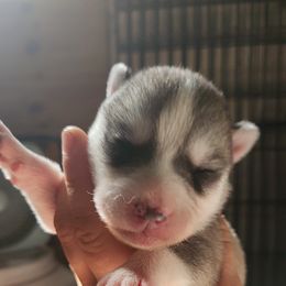 Siberian Husky Puppies from Spirit of the Moon Siberians